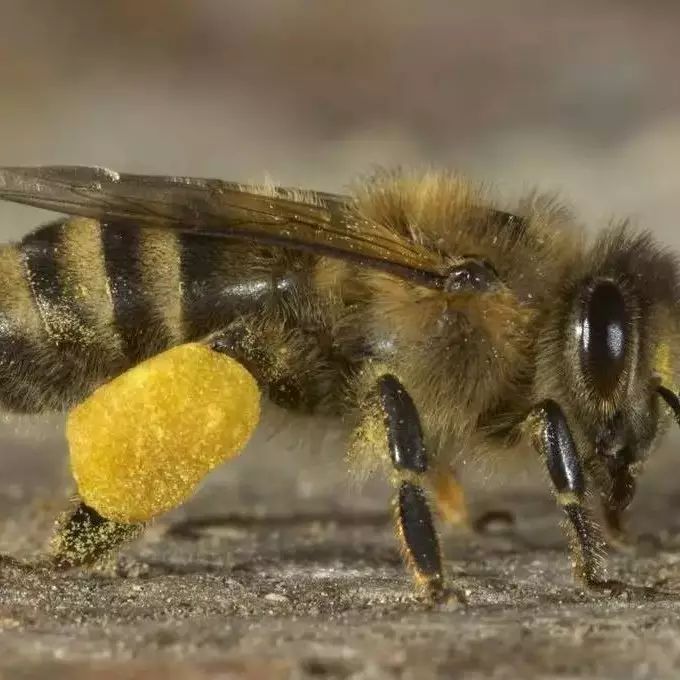 陈李济蜂蜜 蜂蜜蛋黄面膜的功效 喝蜂蜜可以止咳吗 淘宝免费蜂蜜模板 喝蜂蜜水呕吐