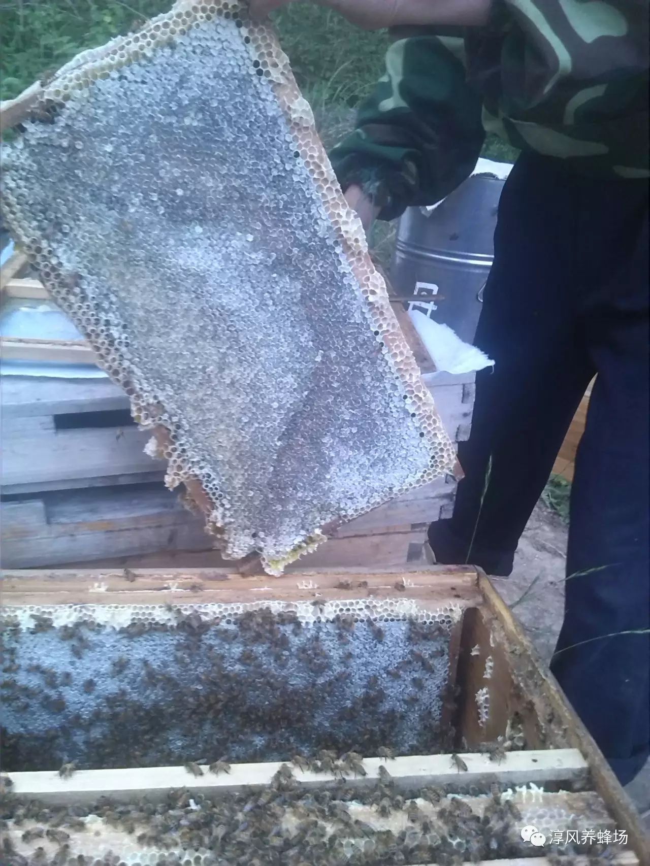 蜂蜜蜂王浆加工技术 蜂蜜有酒精味是怎么回事 澳大利亚蓝山蜂蜜价格 红茶姜片蜂蜜能减肥吗 蜂蜜海藻面膜怎么调