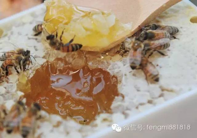 春节送礼都喜欢送蜂蜜？真相惊人！