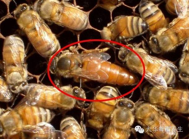 吃得好才能地位高；幼蜂成为蜂后要靠蜂王浆！