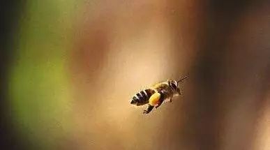 黄芪加蜂蜜有啥功效 散装蜂蜜好吗 慈生堂是真的蜂蜜吗 吃蜂蜜好还是吃蜂胶好 蜂蜜柠檬