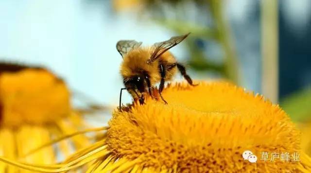 蜂蜜洗脸 蜂蜜牛奶芝麻饮 蜂蜜馅饼 菊花茶可以放蜂蜜吗 蜂蜜含维生素吗
