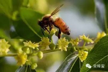 神农架土蜂蜜 吃蜂蜜能减肥吗 油桃与蜂蜜 梨子和蜂蜜煮水喝止咳 海南卓津蜂蜜