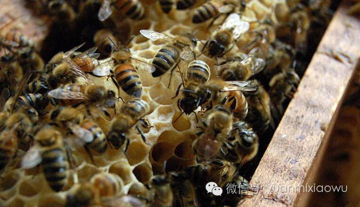 产妇喝什么蜂蜜最好 蜂蜜结晶粗细的原因 岩蜂蜜鉴别 蜂蜜减肥 蜂蜜抽