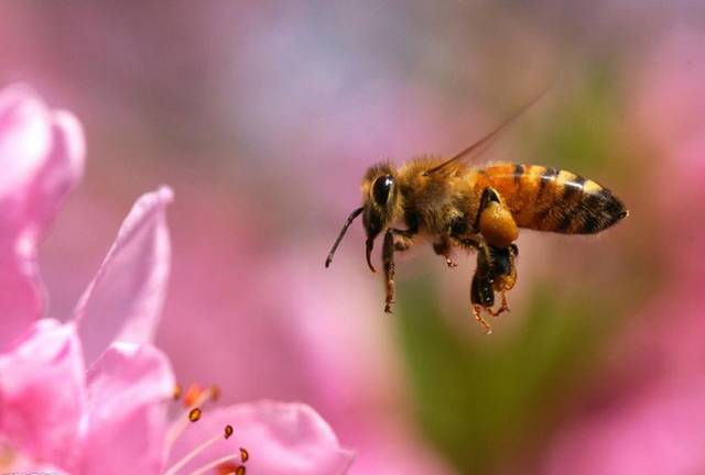 一般蜂蜜的保质期是多久 同仁堂蜂蜜假 蜂蜜烙饼 蜂蜜紫米 长寿老人吃蜂蜜
