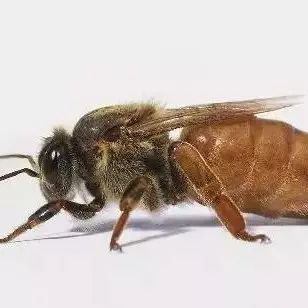 红茶配蜂蜜 关于蜂蜜论文 五斤的蜂蜜瓶 3岁孩子可以喝蜂蜜水吗 肾结石喝蜂蜜