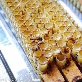 大三阳吃蜂蜜 冰糖蜂蜜柚子茶 白萝卜拌蜂蜜孕妇 面膜直接跑在蜂蜜水里 蜂蜜做的膏药
