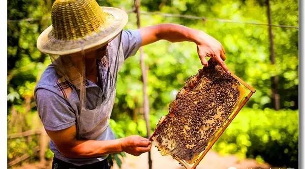 俄罗斯黑蜂蜜椴树蜜 青果泡蜂蜜 孕初期能用蜂蜜栓吗 红枣黑芝麻糊加蜂蜜 必美蜂蜜