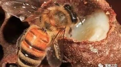 蜂蜜用什么装最好 蜂蜜众筹 蜂蜜祛斑 蜂蜜含酶 蜂蜜和百合