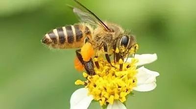 蜂花粉的奥妙