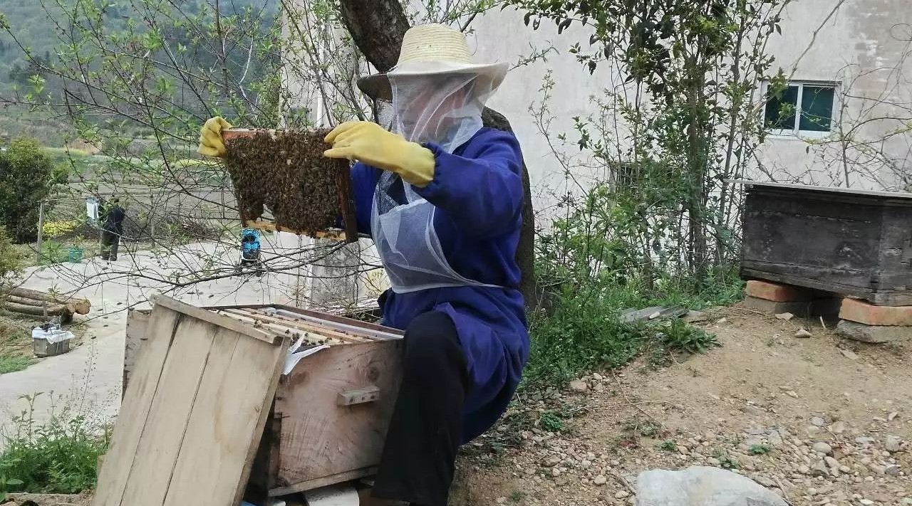 土蜂蜜与意蜂蜜的区别是什么【5大区别点】