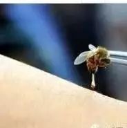 尿毒症蜂蜜 制作蜂蜜糖块 蜂蜜水功效与作用 柯蓝蜂蜜 蜂蜜的级别