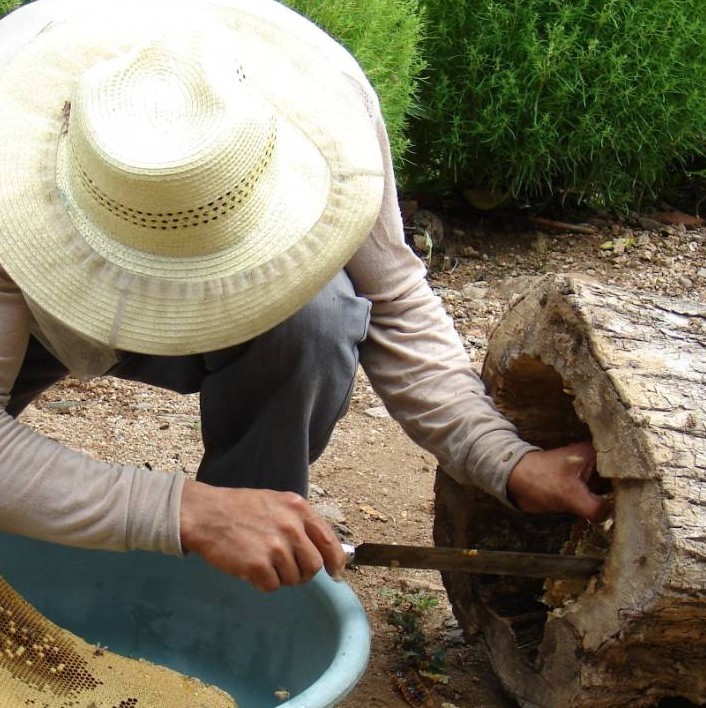 蜜蜂文化｜明清时期采捕野生蜂蜜的“法规”