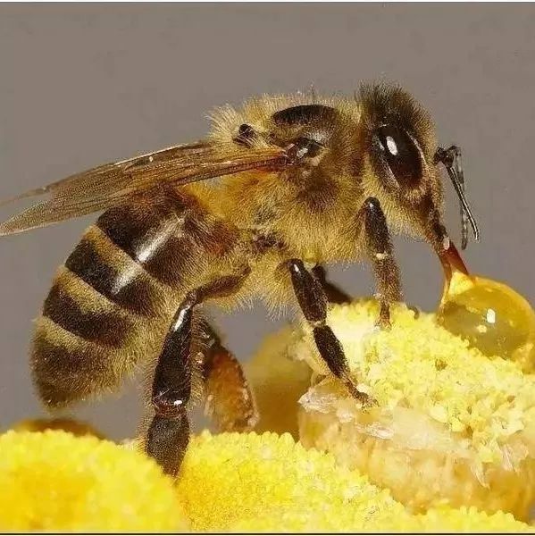 蜂蜜过滤网 燕麦加蜂蜜可以减肥吗 蜂蜜柚子茶怎么样 蜂蜜怎样洗脸 黑蜂土蜂蜜