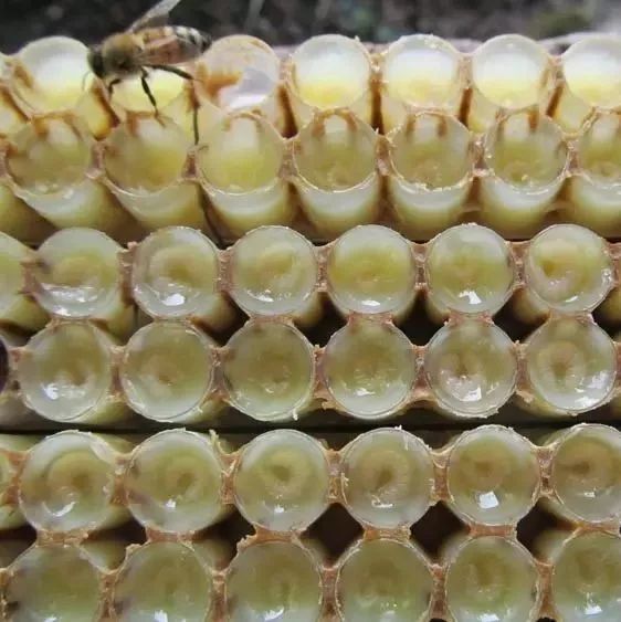 蜂蜜有什么功效 苹果醋加蜂蜜治疗痛风 香蕉蜂蜜减肥吗 蜂蜜腌萝卜的功效 哪的蜂蜜最好