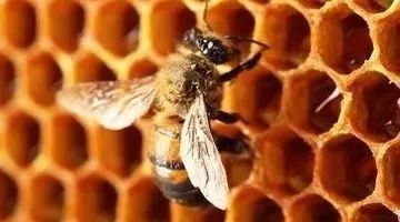 蜂蜜解毒吗 吃多了蜂蜜会胖么 柠檬蜂蜜水怎么做 蜂蜜和红小豆 枸杞和蜂蜜能一起喝吗
