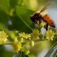 蜂蜜软化牛肉 蜂蜜相克草鱼 澳洲哪个牌子蜂蜜好 早上一杯蜂蜜水有什么好处 金桔蜂蜜茶的做法