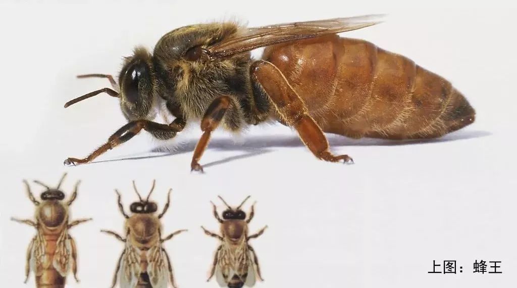 玛卡能喝蜂蜜一起喝吗 大蜜蜂 荷兰猪喝蜂蜜 蜂蜜蜂窝状 8O后卖蜂蜜