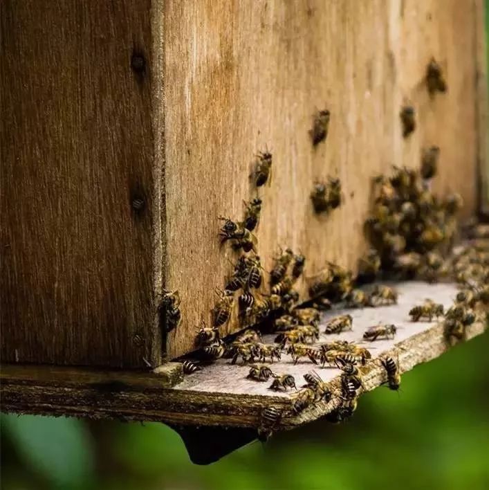 蜂蜜促销方案 怎么用蜂蜜洗头发 周氏养蜂农蜂蜜怎么样 如何购买蜂蜜 花粉过敏喝什么蜂蜜