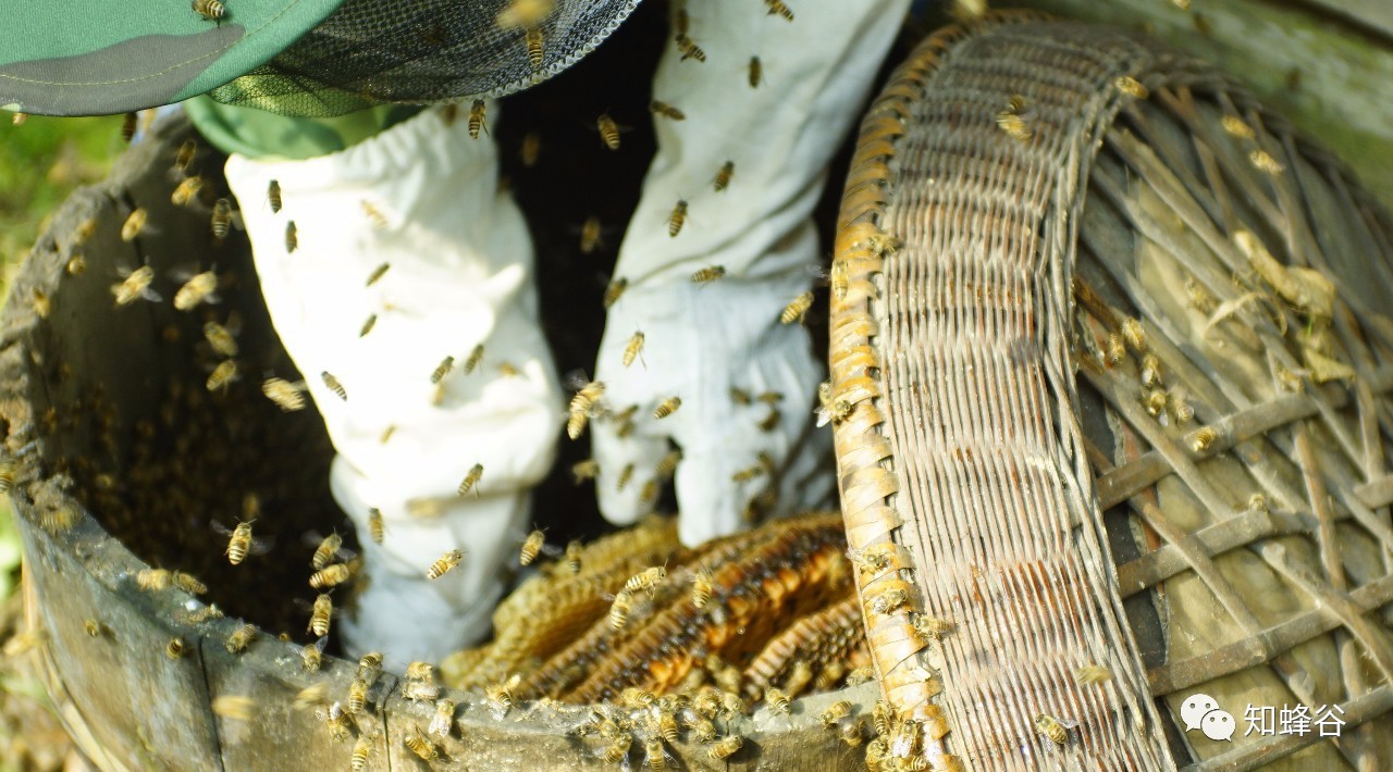鹭蜂庄园蜂蜜 生姜蜂蜜红枣茶的功效 猫吃蜂蜜 喝土蜂蜜的好处 蜂蜜柠檬泡水