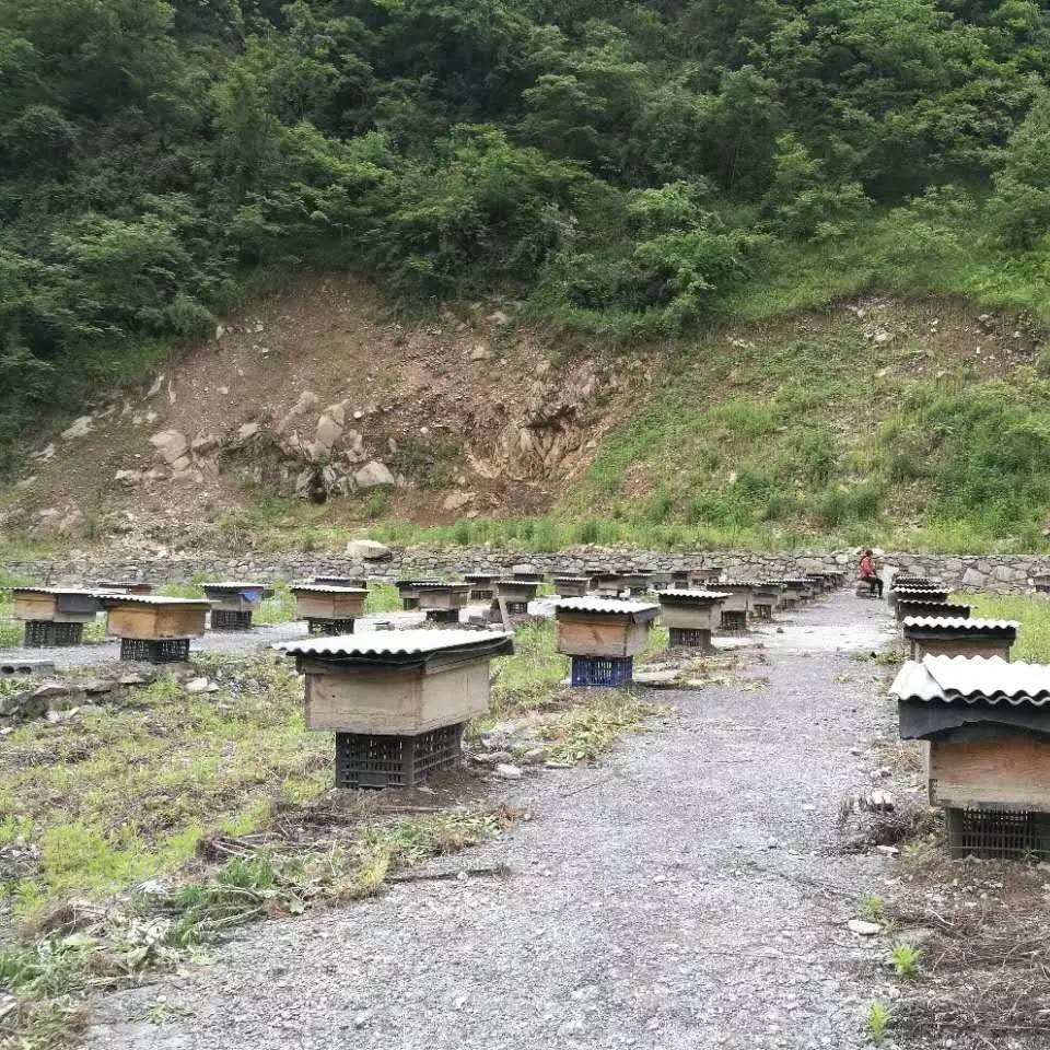 蜜蜂饲养管理技术关键问题