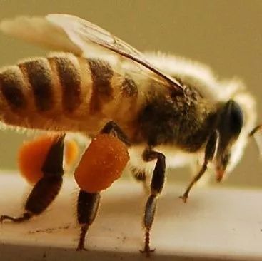 蜂花粉，人类的全能营养库！
