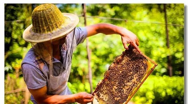 蜂蜜泡柠檬可以放多久 取蜂蜜过程视频 蜂蜜糖花生 茂名的蜂蜜 孕前喝蜂蜜水好吗