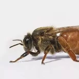 蜂蜜开水有什么功效 德国黑森林蜂蜜 蜂蜜能和豆腐一起吃吗 蜂蜜红枣稀饭 蜂蜜痛经
