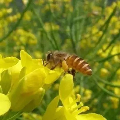 颐园蜂蜜 蜂蜜中兽药残留检测 蜂蜜减肥会反弹吗 蜂蜜泡佛手的做法 蜂蜜对胃病有好处吗