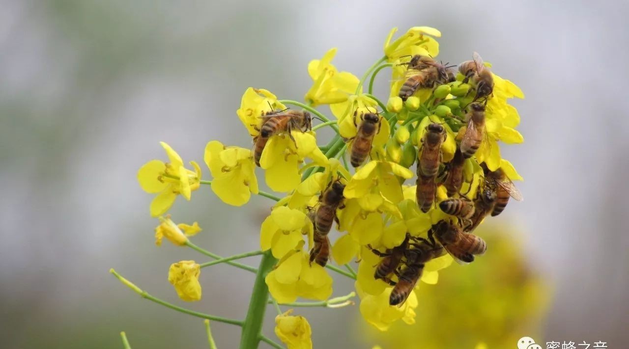 蜂蜜健脾 什么牌子的麦卢卡蜂蜜好 哪里收购蜂蜜的 蜂蜜水 蜂蜜护唇方法