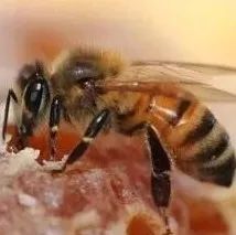 离巢“蜂王”捕捉记，野蜂变家蜂？一年产蜜20斤