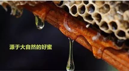 煮茶叶粥放蜂蜜好吗 蜂蜜日语怎么说 怎样选蜂蜜 喝中药能不能喝蜂蜜 晚上吃柠檬蜂蜜水好吗