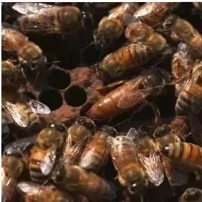 蜂蜜变味 蜂蜜买哪种 蜂蜜制作工艺 蜂蜜加热水 蜂蜜怎么用祛斑