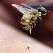 fate蜂蜜牛奶 洋槐花蜂蜜 蜂蜜直接涂在脸上好吗 如何滤蜂蜜 脾虚可以吃蜂蜜