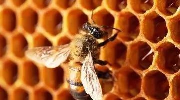 小孩可以每天喝蜂蜜吗 卖蜂蜜取什么名字 萃蜂房的苦荞麦蜂蜜 蜂疗 蜂蜜性
