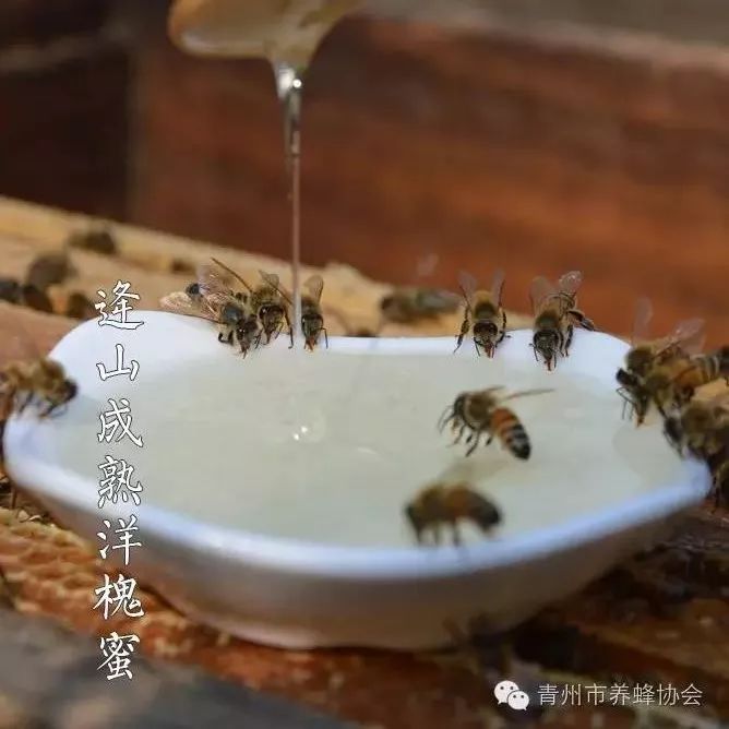 生姜蜂蜜水会上火吗 珍珠粉加蜂蜜 自制蜂蜜酵素 蜂蜜失眠 蜂蜜喉咙有痰