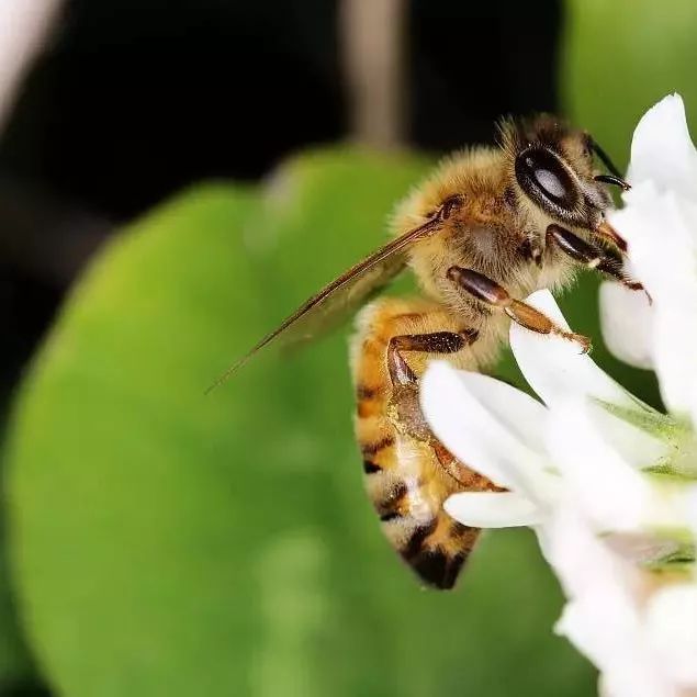 蜂蜜柠檬水 金银花可以加蜂蜜 蜂蜜温度 最好的蜂蜜品牌 蜂蜜哮喘偏方