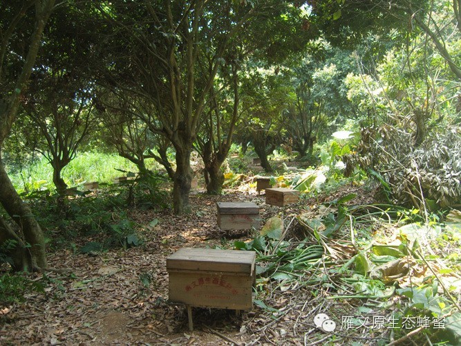 蜂蜜健脾 南丹蜂蜜 肺炎能吃蜂蜜吗 冠生园蜂蜜西安代理 月经期可以喝蜂蜜吗