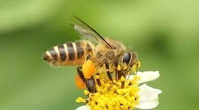 蜂蜜青橄榄 蜂蜜冒泡还能喝吗 用蜂蜜压缩面膜好吗 熊二爱蜂蜜 为什么蜂蜜会凝结好吗