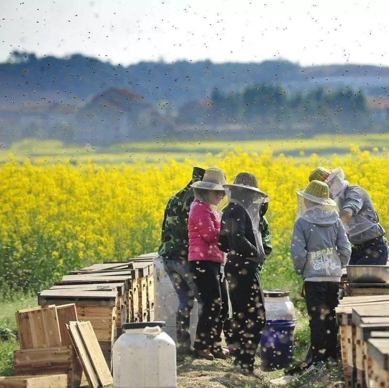 蜜蜂养殖-蜂群的检查