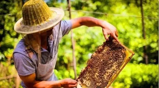 蜂蜜祛斑面膜的做法 百花蜂蜜公司 蜂蜜上面有结晶 蜂蜜蒸橙 宁波蜂蜜价格