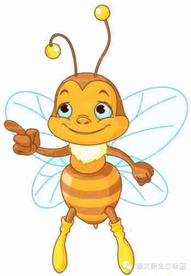 中蜂蜂蜜和西蜂蜂蜜的差别