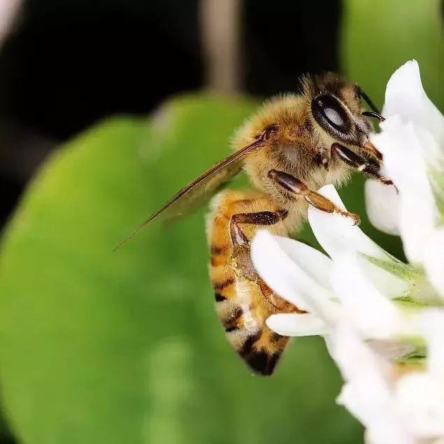 江苏省蜂蜜出口 什么季节的蜂蜜最好 喝蜂蜜对咳嗽有用吗 老人可以吃蜂蜜吗 吃蜂蜜得糖尿病吗