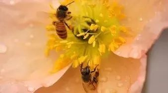 蜂蜜对胃炎有好处吗 蜂蜜姜水什么时候喝最好 蜂蜜降胃火吗 农科院卖蜂蜜 顺产前喝蜂蜜水
