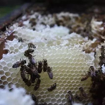 罗浮山蜂蜜 散装蜂蜜怎么上飞机 白癜风蜂蜜柚子 蜂蜜与美容之间的关系 枣花蜂蜜味道