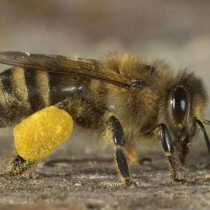 蜜蜂采集蜂花粉的全过程