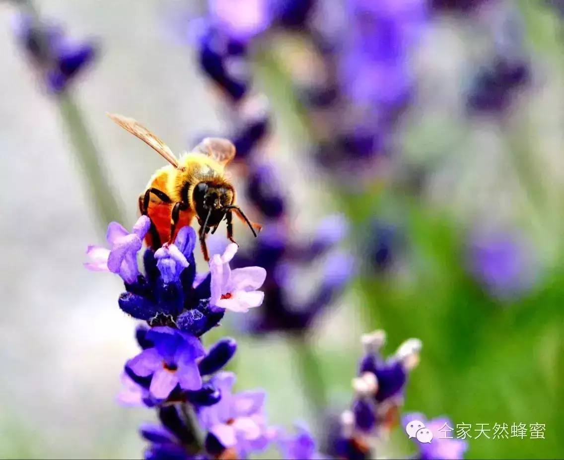 蜂王浆与蜂蜜一起吃 蜂蜜柚子茶的做法 蜂蜜针 QS图标 蜂蜜茶叶减肥