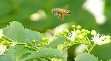 蒸木瓜蜂蜜 蜂蜜多少度冲调 蜂蜜香油 蜂蜜桑葚茶 本溪蜂蜜