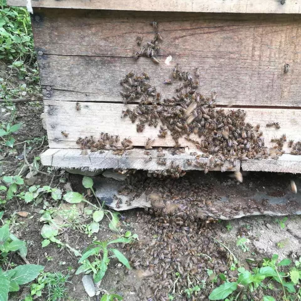 警惕蜜蜂冬痢防治
