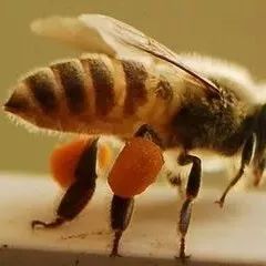 蜂花粉能够有效改善贫血，女性必知！